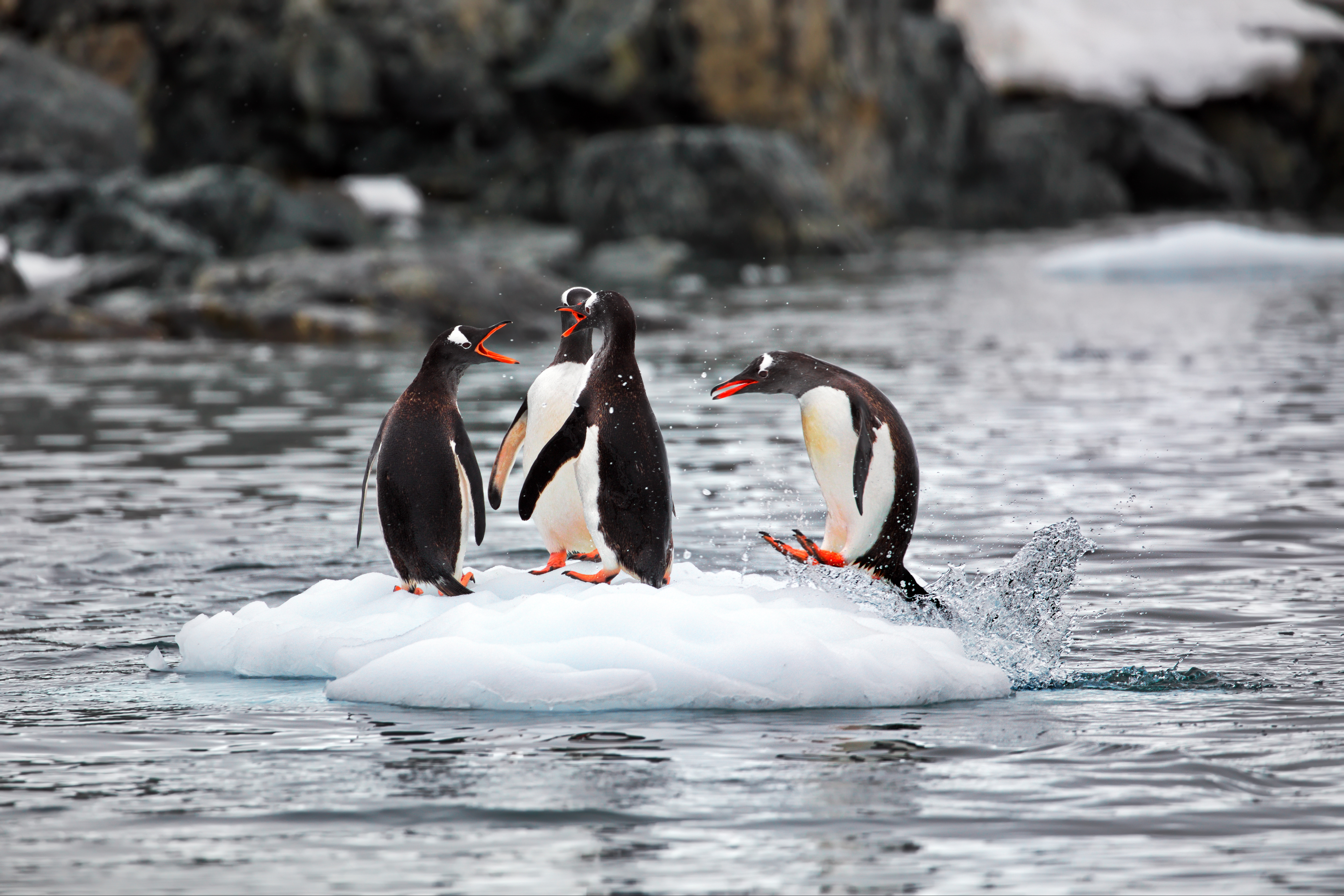 Penguins Fighting